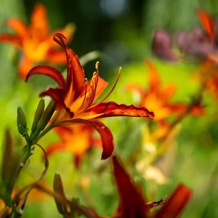 Chez Phil Couette-café